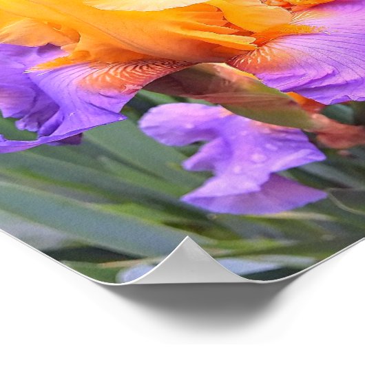 Lila und orangefarbene Iris Poster (Ecke)