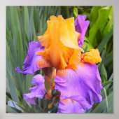 Lila und orangefarbene Iris Poster (Vorne)