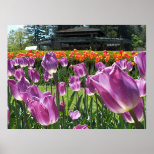 Lila und orangefarbene Tulips Poster