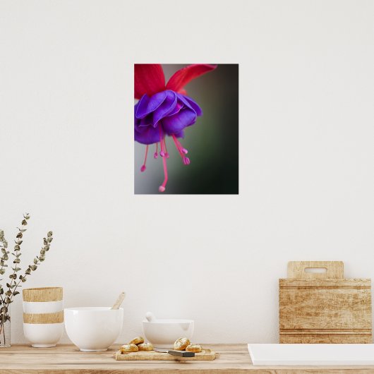 Lila und Red Fuchsia-Blume Poster (Küche)