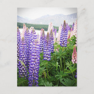 Lila und rosa Blume: Lupins bei neuseeländischer P Postkarte