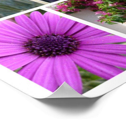 Lila und rosa Blume Poster (Ecke)