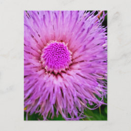 Lila und rosa Blume Postkarte
