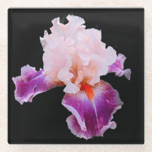 Lila und rosa Iris Glasuntersetzer