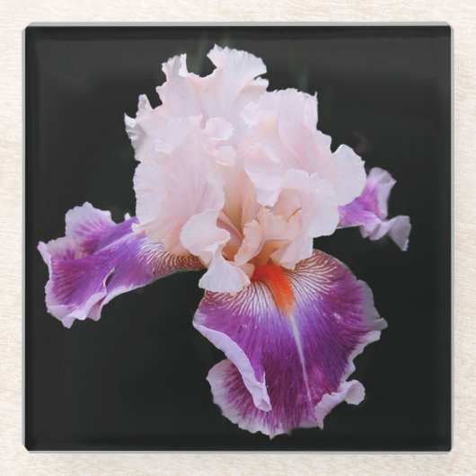 Lila und rosa Iris Glasuntersetzer (Vorderseite)