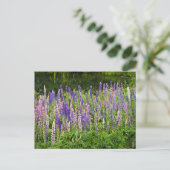 Lila und rosa Lupine Fotografie Postkarte (Stehend Vorderseite)