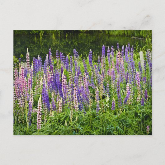 Lila und rosa Lupine Fotografie Postkarte (Vorderseite)