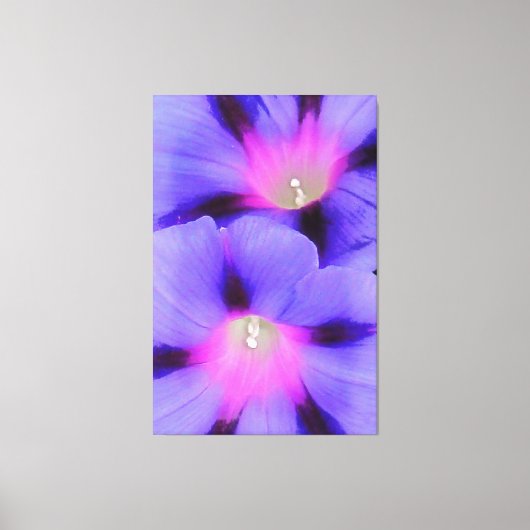 Lila und rosa Morgenglorie Leinwanddruck (Vorderseite)