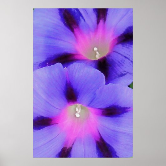 Lila und rosa Morgenglorie Poster (Vorne)