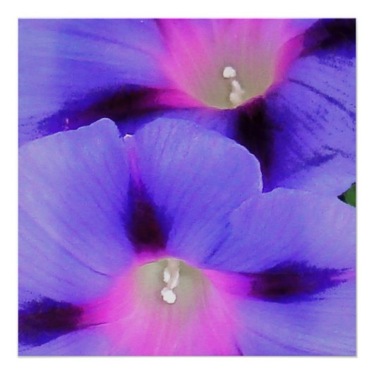 Lila und rosa Morgenglorie Poster (Vorderseite)