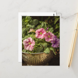 Lila und rosa Petunias Postkarte