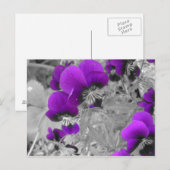 Lila und schwarze Stiefmütterchen Postkarte (Vorne/Hinten)