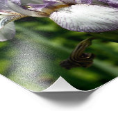 Lila und weiße Barti-Blume-Paar 8x10 Fotodruck (Ecke)