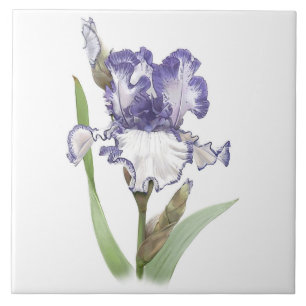 Lila und weiße Bartirisblume, botanische Kunst Fliese