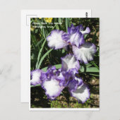 Lila und weiße Bartoli Postkarte (Vorne/Hinten)