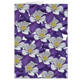 Lila und weiße Blume