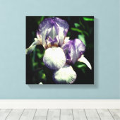 Lila und weiße Blume Iris Leinwanddruck (Insitu (Holzboden))