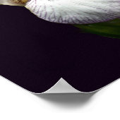 Lila und weiße Blume Iris Poster (Ecke)