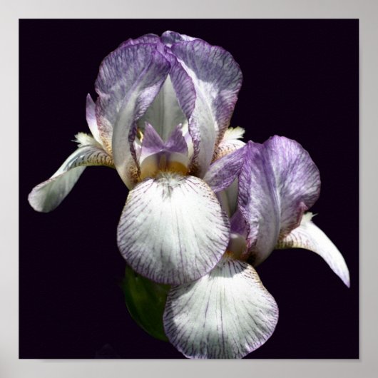 Lila und weiße Blume Iris Poster (Vorne)