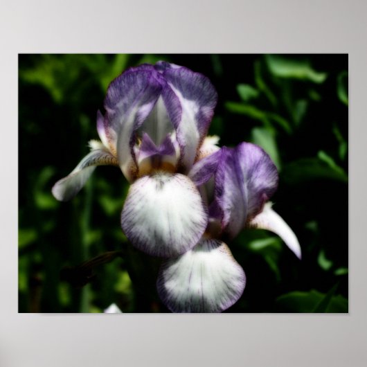 Lila und weiße Blume Iris Poster (Vorne)