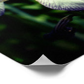 Lila und weiße Blume Iris Poster (Ecke)