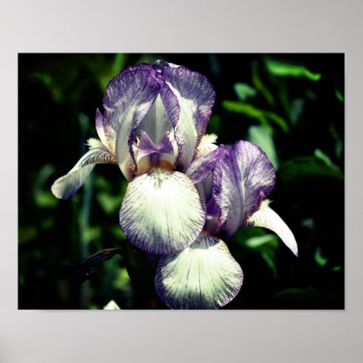 Lila und weiße Blume Iris Poster (Vorne)