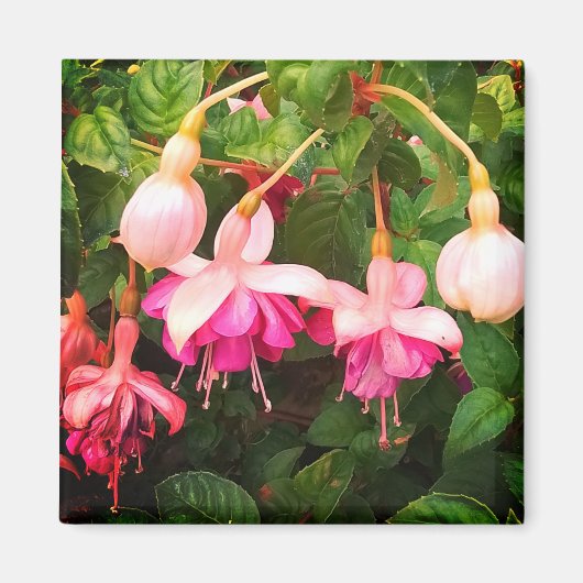 Lila und weiße Blume Magnet (Vorne)