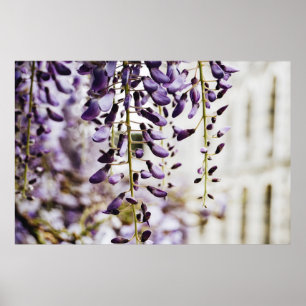 LILA UND WEISSE BLUME POSTER