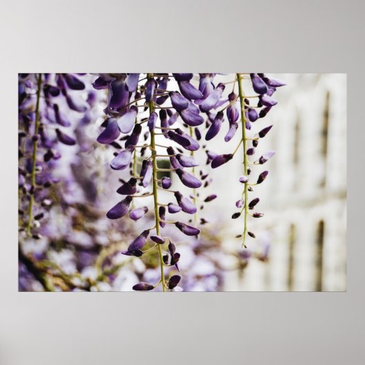 LILA UND WEISSE BLUME POSTER (Vorne)