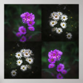 Lila und weiße Blumen Poster (Vorne)