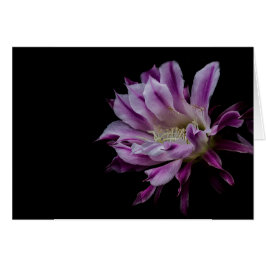 Lila und weiße Blüte