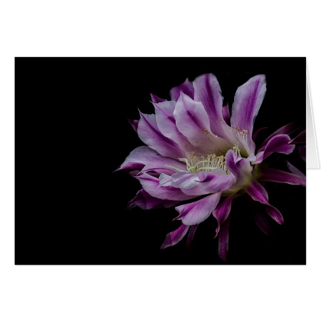 Lila und weiße Blüte (Vorderseite (Horizontal))