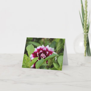 Lila und weiße Dahlia Feiertagskarte