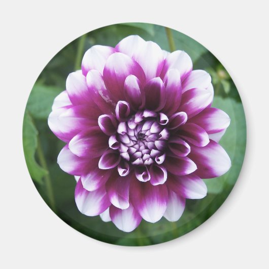 Lila und weiße Dahlia Magnet (Vorne)