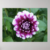 Lila und weiße Dahlia Poster (Vorne)