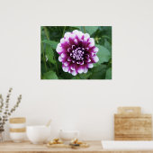 Lila und weiße Dahlia Poster (Küche)