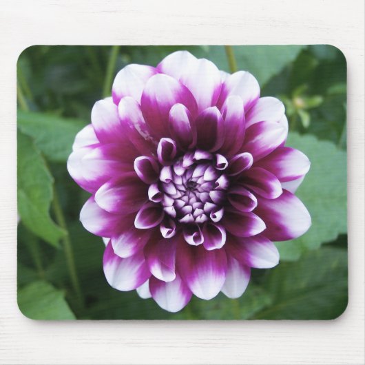 Lila und weiße Dahlie Mousepad (Vorne)