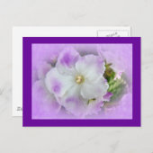 Lila und weiße Extravagante afrikanische Violetten Postkarte (Vorne/Hinten)