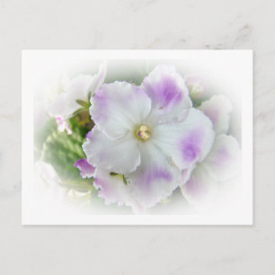 Lila und weiße Extravagante afrikanische Violetten Postkarte