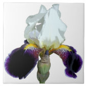Lila und weiße Iris Keramikfliese (Vorderseite)