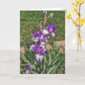 Lila und weiße Iris - Muttertag, gut werden Karte (Gelbe Blume)