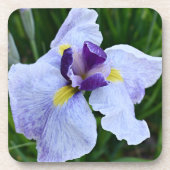 Lila und weiße japanische Iris Floral Getränkeuntersetzer (Vorderseite)