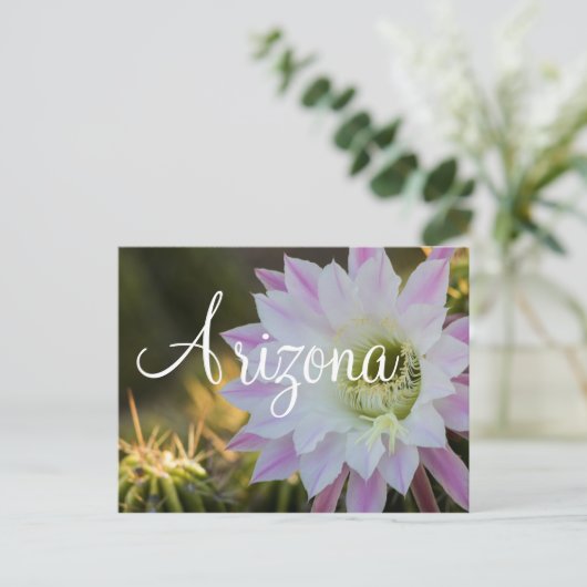 Lila und weiße Kakteen Blume, Arizona Postkarte (Stehend Vorderseite)
