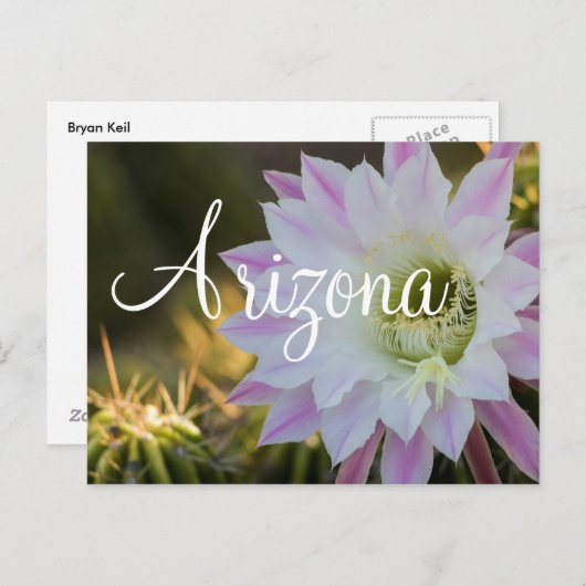 Lila und weiße Kakteen Blume, Arizona Postkarte (Vorne/Hinten)