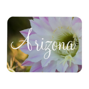 Lila und weiße Kaktus Blume, Arizona Magnet