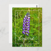 Lila und weiße Lupine | Lupin | Lupinus-Blume Postkarte (Vorne/Hinten)