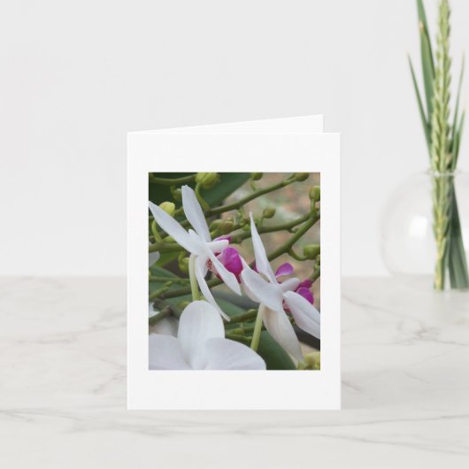 Lila und weiße Moth Orchias Leere Karte (Vorderseite)