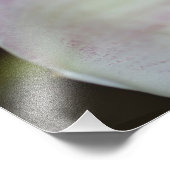 Lila und weiße Orchidee Fotodruck (Ecke)