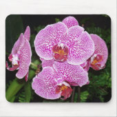 Lila und weiße Orchidee Mousepad (Vorne)