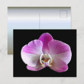 Lila und weiße Orchidee Postkarte (Vorne/Hinten)